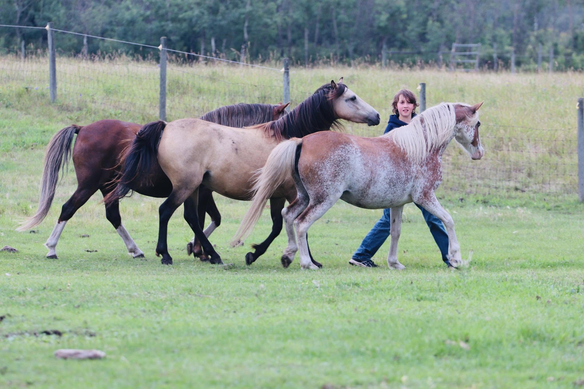 A young handler walking alongside three ponies in a fenced pasture
