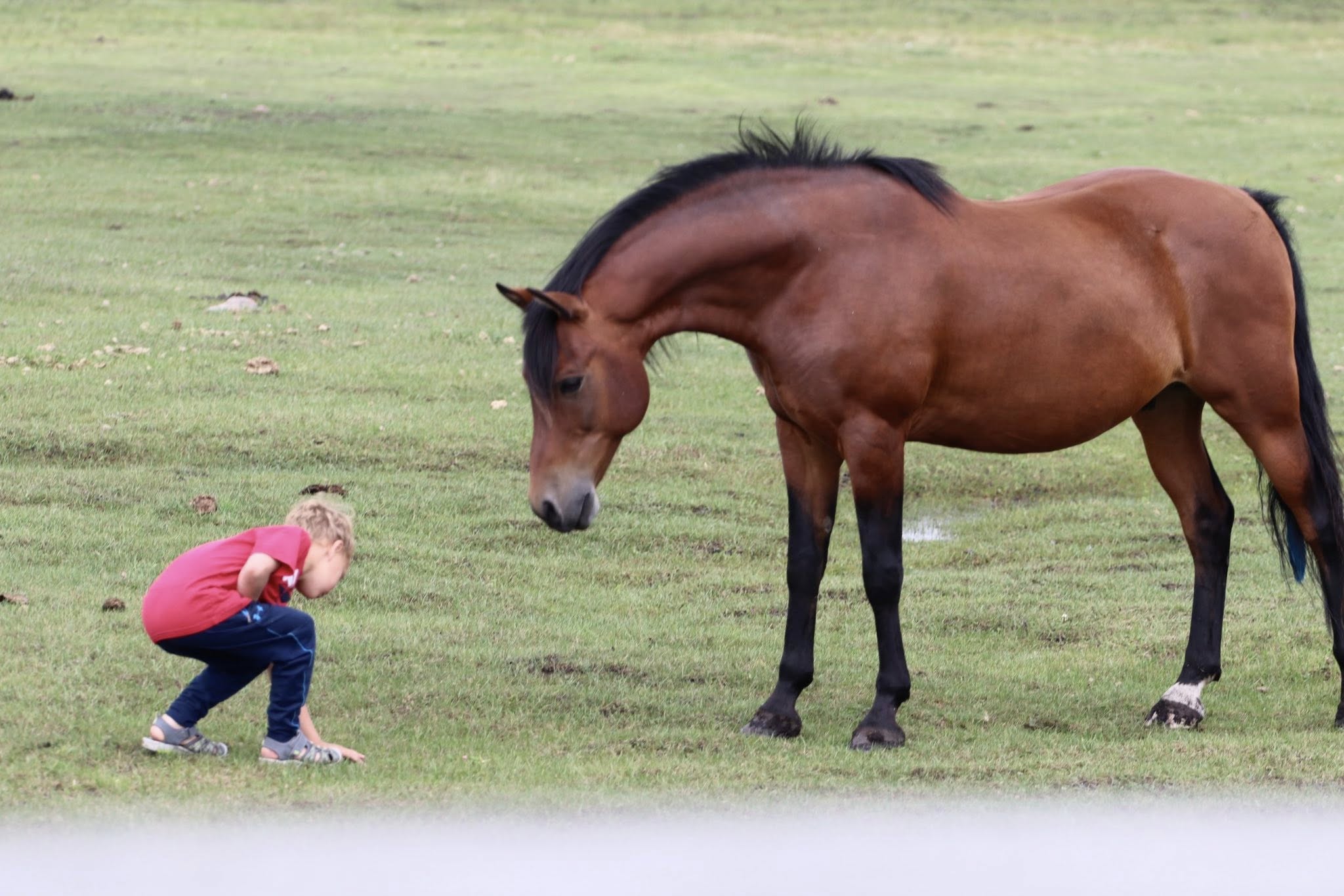 A bay horse lowering its head toward a small child crouched in the grass