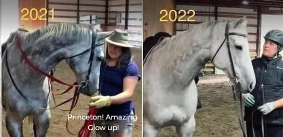A grey horse trained by Sarah Lindsay Miller